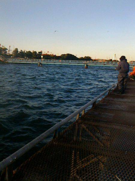 夕方からのメバル